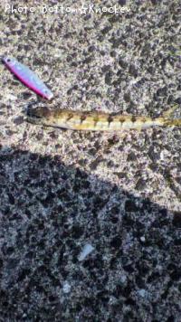 �ߥʥߥ�������