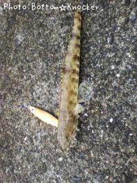 �ޥ��饨��