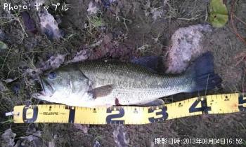 ¥Ö¥é¥Ã¥¯¥Ð¥¹