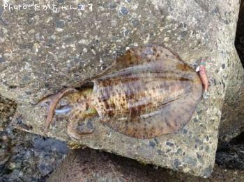 ¥¢¥ª¥ê¥¤¥«