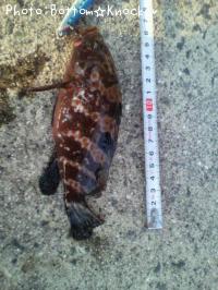 �����ϥ�