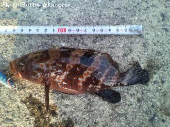 �����ϥ�