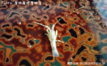 �ץ����Ӥ����