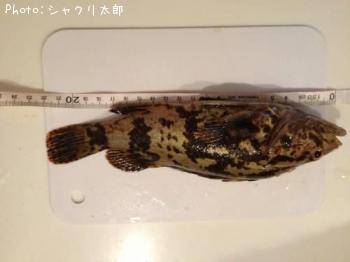 �����Υ���Х�