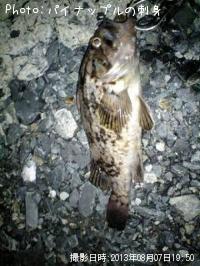 ¥Ù¥Ã¥³¥¦¥¾¥¤