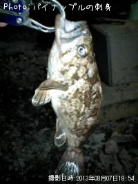 ¥Ù¥Ã¥³¥¦¥¾¥¤