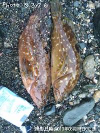 �����ϥ�