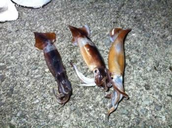 ¥¹¥ë¥á¥¤¥«