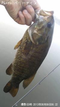 ���⡼��ޥ����Х�