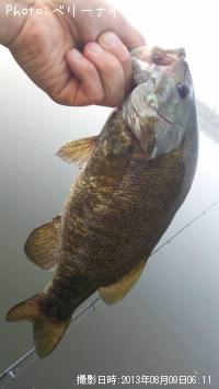 ���⡼��ޥ����Х�