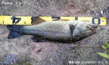 �֥�å��Х�