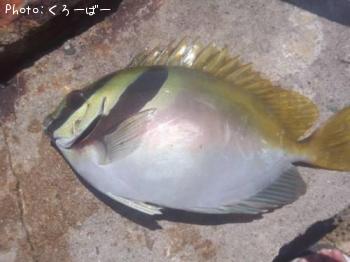 ¥Ò¥á¥¢¥¤¥´