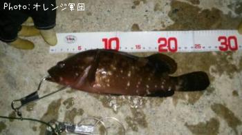 �����ϥ�