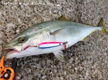 �參�����