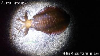 �����ꥤ��