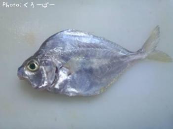 ¥¬¡¼¥é¡Ê¡¡¦¦Ø¡¦¡®¡Ë