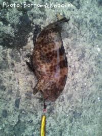 �������ϥ�