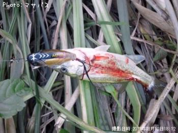 �֥�å��Х�