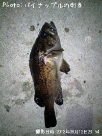 �٥å�������