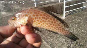 ¥«¥µ¥´¡õ¥¥¸¥Ï¥¿