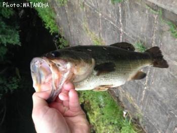 ¥Ö¥é¥Ã¥¯¥Ð¥¹