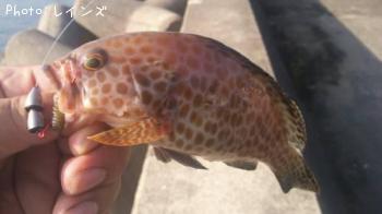 �����ϥ�