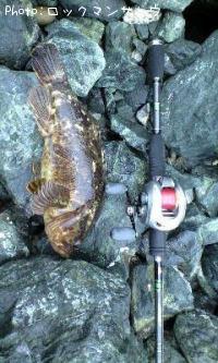 ¥Ù¥Ã¥³¥¦¥¾¥¤