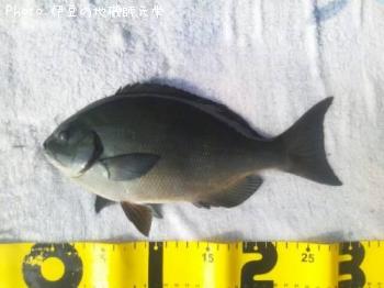 ��Ĺ�᥸��