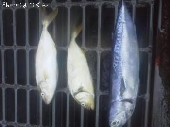 ¥Þ¥ë¥½¥¦¥À