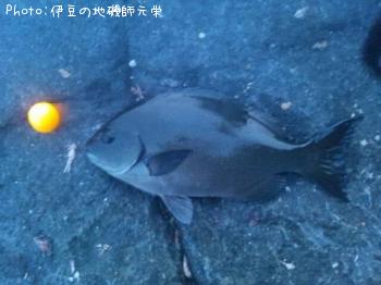 ��Ĺ�᥸��