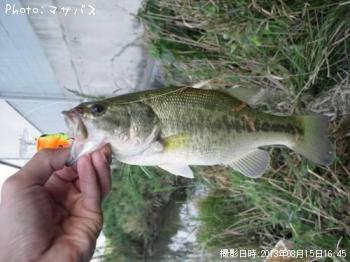 �֥�å��Х�