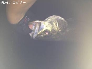 シーバス
