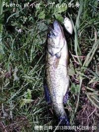 ¥Ö¥é¥Ã¥¯¥Ð¥¹