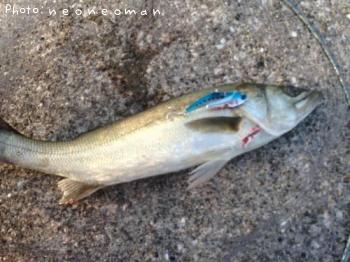 �����Х�