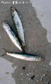 ¥¦¥ë¥á¥¤¥ï¥·