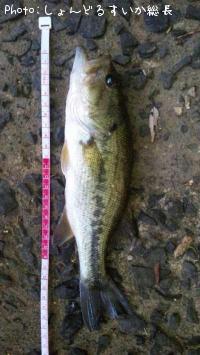 ¥Ö¥é¥Ã¥¯¥Ð¥¹