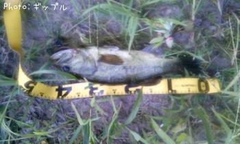 �֥�å��Х�