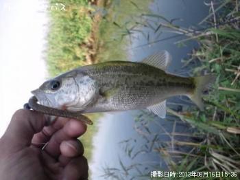 ¥Ö¥é¥Ã¥¯¥Ð¥¹