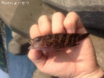 �����ϥ�