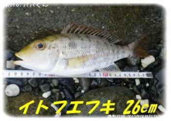 ���ȥե��ե�