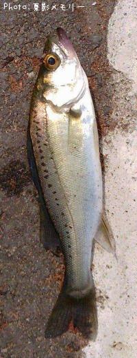 �����Х�