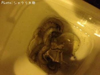 �ޥ�����