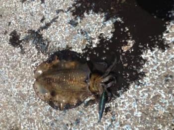 �����ꥤ��