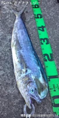 ¥ï¥é¥µ¡õ¥·¥¤¥é¡õ¥µ¥Ð¡õ¥·¥ç¥´¡õ¥¤¥È¥è¥ê¡õ¥¨¥½¡Ä