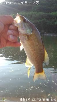 ���⡼��ޥ����Х�