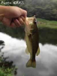 ¥Ö¥é¥Ã¥¯¥Ð¥¹