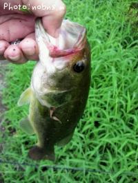 �֥�å��Х�