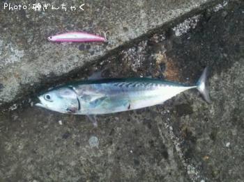 ¥½¥¦¥À¥«¥Ä¥ª