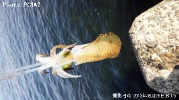 �����ꥤ��