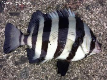 ����ѥ���